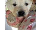 Labrador Retriever Puppy for sale in Saint James, MO, USA