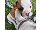 Olde Bulldog Puppy for sale in Budd Lake, NJ, USA