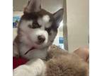 Siberian Husky Puppy for sale in Largo, FL, USA