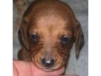 Dachshund Puppy for sale in Gulfport, MS, USA