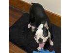 Boston Terrier Puppy for sale in Alto, MI, USA