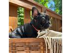 French Bulldog Puppy for sale in Charlotte, NC, USA