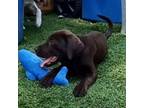 Adopt Sundrop a Chocolate Labrador Retriever, German Shorthaired Pointer