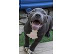 Adopt Zesty a Pit Bull Terrier