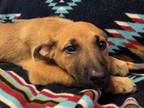 Adopt AZTEC a Black Mouth Cur, Mixed Breed