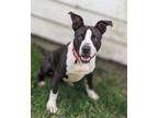 Adopt Caddy a American Staffordshire Terrier