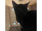 Adopt Patience (Reese) a Domestic Short Hair
