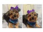 Adopt Tippy a Yorkshire Terrier