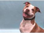 Adopt Mila a Pit Bull Terrier, Mixed Breed