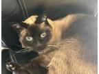 Adopt GINGER a Siamese