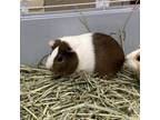 Adopt Hazel a Guinea Pig