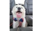 Adopt 24-038 Nora a Great Pyrenees