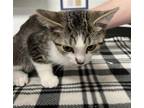 Adopt FUNNEL CAKE a Domestic Short Hair