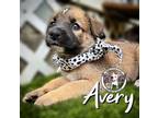 Adopt Avery Angel a Pit Bull Terrier, Mixed Breed
