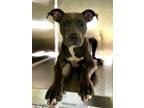 Adopt Lucille a Pit Bull Terrier, Mixed Breed