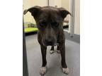 Adopt Electra a Terrier, Mixed Breed