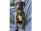 Adopt Voltage a Shepherd, Mixed Breed