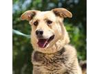 Adopt VALERIE a German Shepherd Dog, Mixed Breed