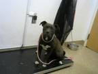 Adopt PUGSLY 2 a Pit Bull Terrier, Mixed Breed