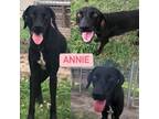 Adopt Annie a Labrador Retriever, Hound
