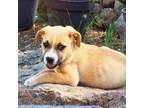 Adopt Macaroni - Adorable & Cuddly puppy! So friendly! a Mixed Breed
