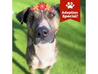 Adopt Sapphire - Loving, Cuddly Lady! $0 ADOPTION SPECIAL! a Mixed Breed