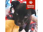 Adopt Fettuccine - High energy and adorable! Good with dogs, cats, and kids!