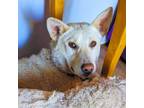 Adopt Goose - Sweet Lady! Loves dogs & kids! a Husky