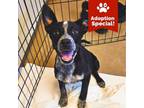 Adopt Lexi - Sweet & Playful! $125 ADOPTION SPECIAL! a Cattle Dog