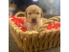 Golden Retriever Puppy for sale in Lebanon, OR, USA