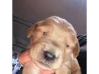Golden Retriever Puppy for sale in Lebanon, OR, USA