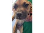 Adopt Buttercup* a Boxer, American Staffordshire Terrier