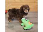 Poodle (Toy) Puppy for sale in Bay Minette, AL, USA