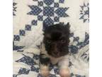 Schnauzer (Miniature) Puppy for sale in Elmore City, OK, USA