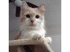 Adopt Giselle a Domestic Long Hair