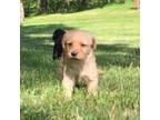 Labradoodle Puppy for sale in Ghent, NY, USA