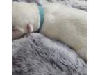 Siberian Husky Puppy for sale in Apollo Beach, FL, USA