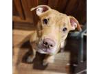 Adopt Jalene a Pit Bull Terrier, Mixed Breed