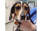 Adopt Starshine a Beagle