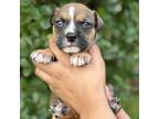 Adopt Autumn CFS 240036483_3 a Terrier