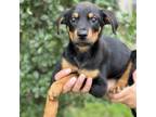 Adopt Leia CFS# 240038263 a Terrier