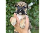Adopt Summer CFS 240036483_4 a Terrier