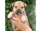 Adopt Spring CFS 240036483_2 a Terrier