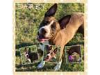 Adopt Darby CFS 240039777 a Pit Bull Terrier