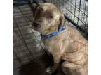 Adopt Amber CFS# 240040835 a Labrador Retriever