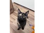 Adopt Bubbles - In Foster Home a Domestic Short Hair