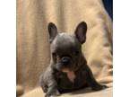 French Bulldog Puppy for sale in Modesto, CA, USA