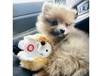 Pomeranian Puppy for sale in Waterford Works, NJ, USA