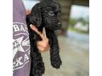 Goldendoodle Puppy for sale in Alvin, TX, USA