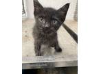 Adopt Messy Bessy a Domestic Short Hair